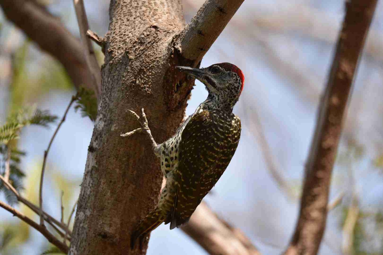 Golden-tailed woodpecker