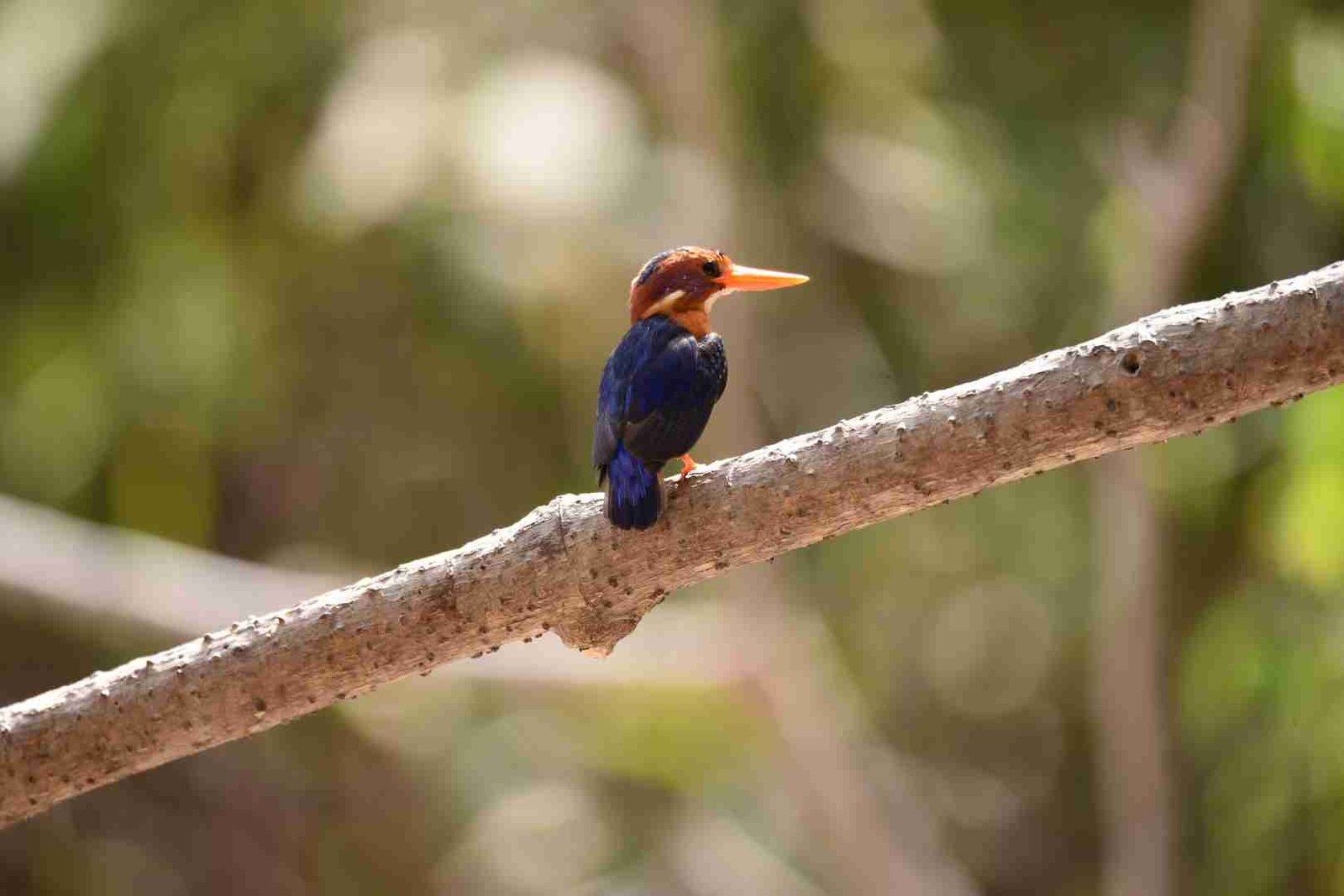 Kingfishers