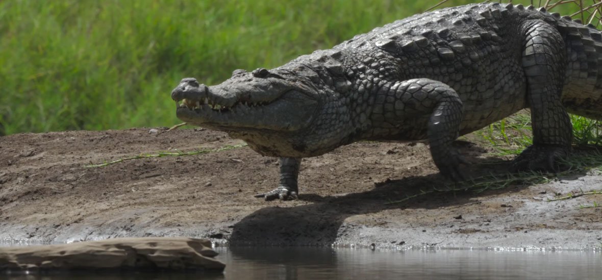 Nile crocodile