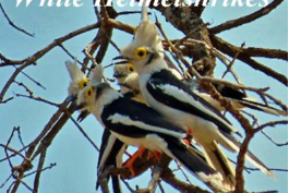 White Helmetshrikes