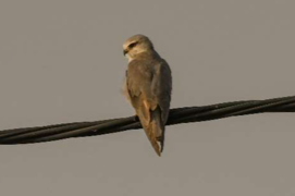 Black-winged kite