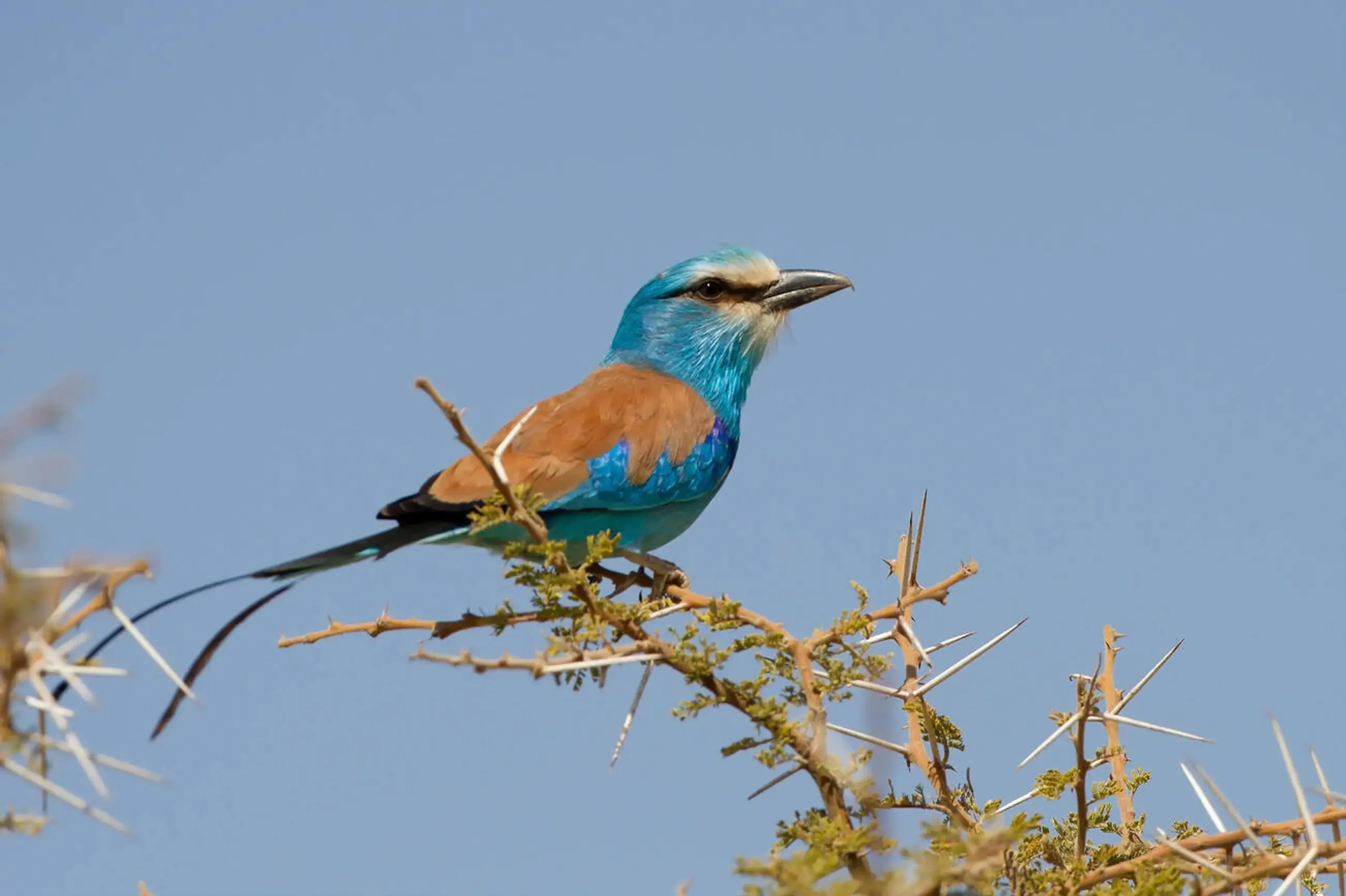 Abyssinian Roller