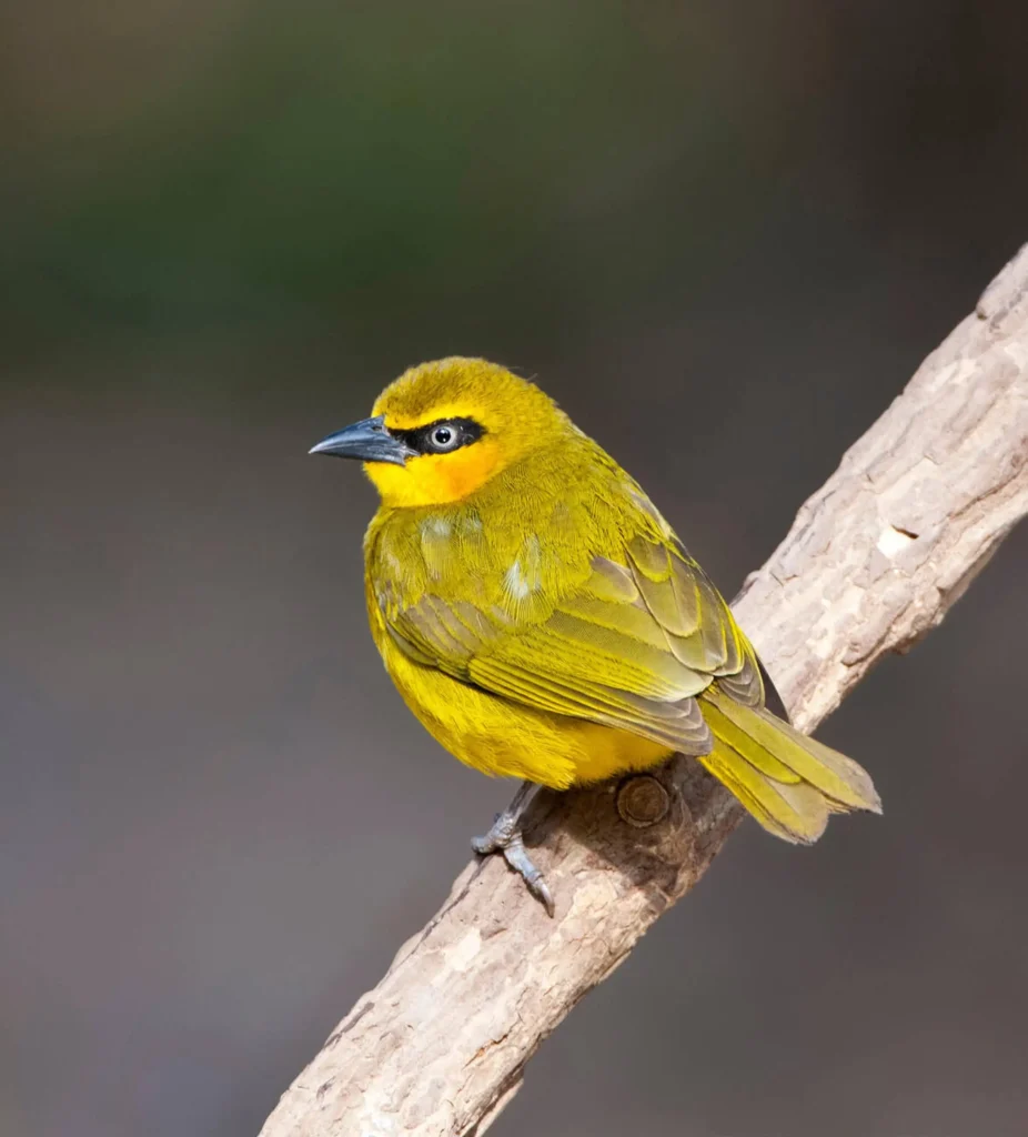 Black necked weaver