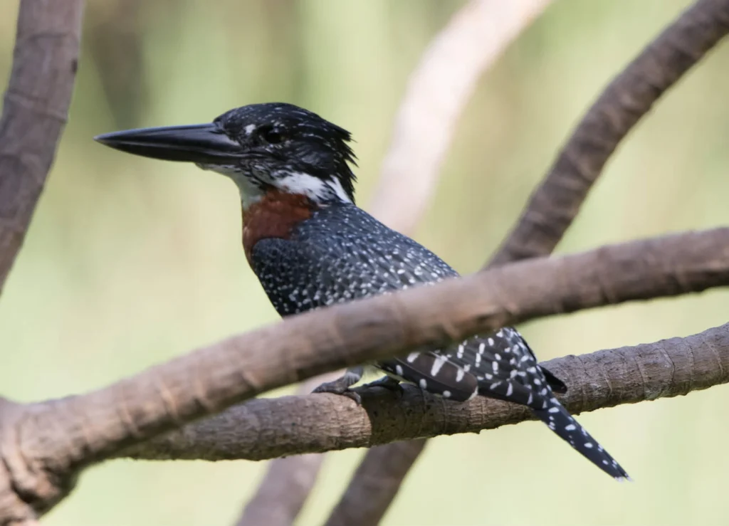 Giant Kingfisher