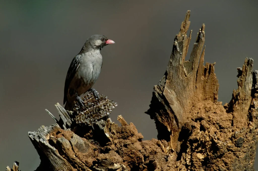 Greater Honeyguide