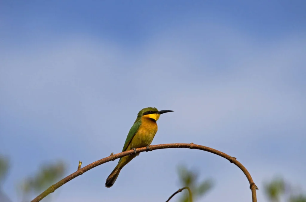 Little Bee-Eater