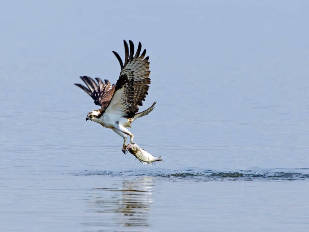 Osprey