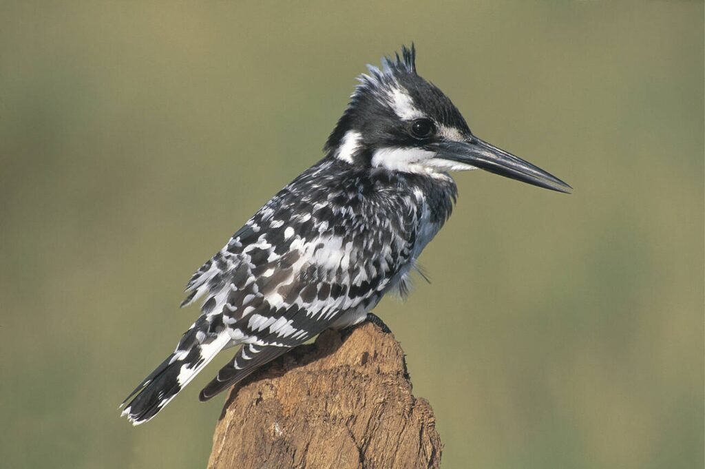 Pied Kingfisher