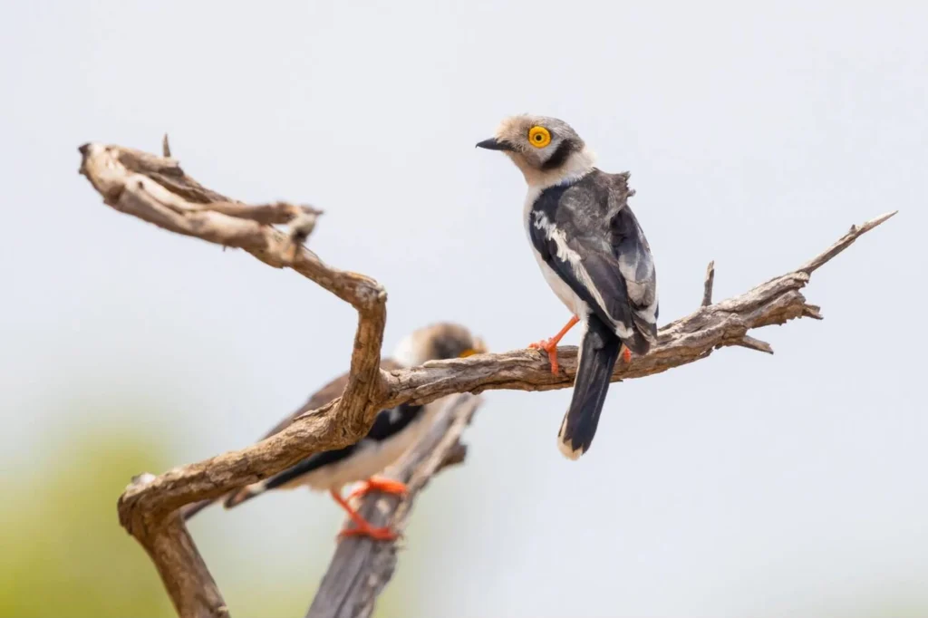 White-Crested Helmetshrike