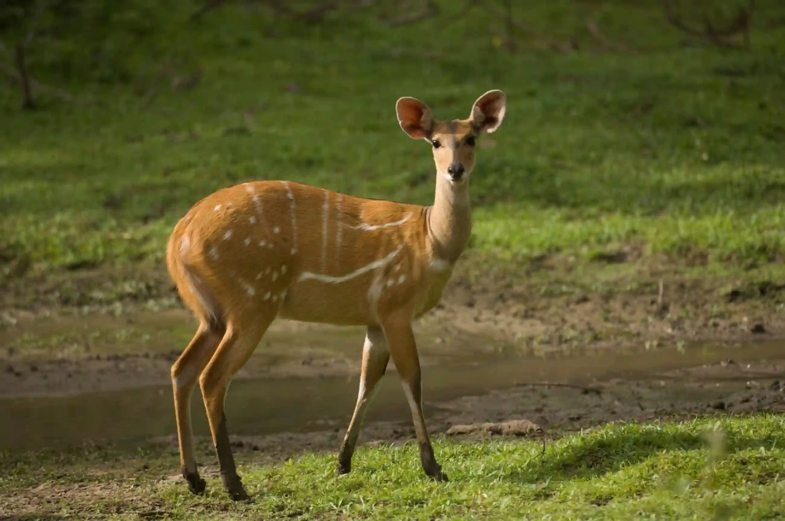 abuko nature reserve deer