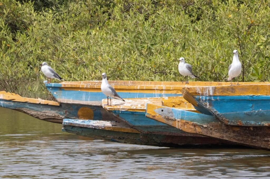 tanji bird reserve gulls