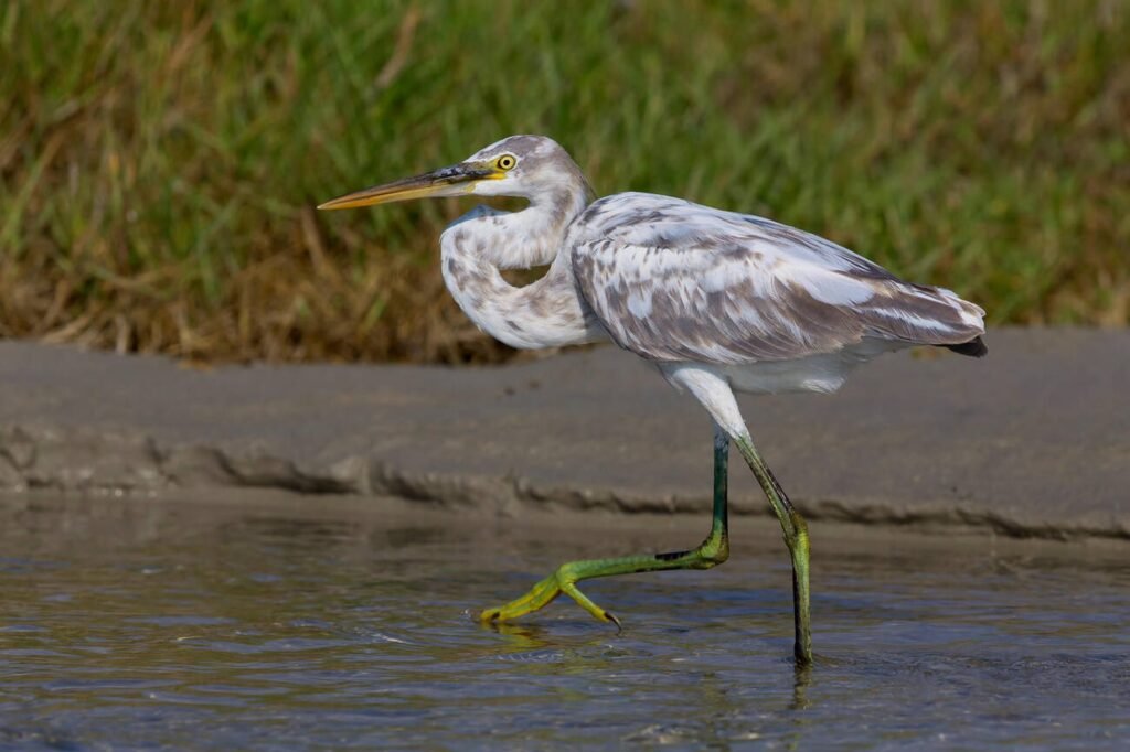 western reef heron