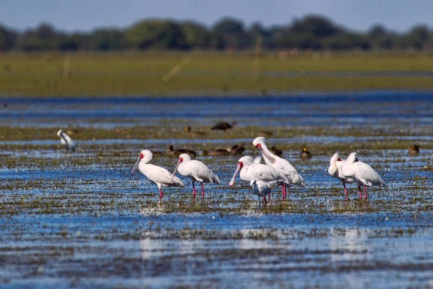 African Spoonbill on park