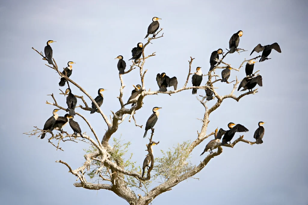 Cormorants Djoudj National Bird Sanctuary