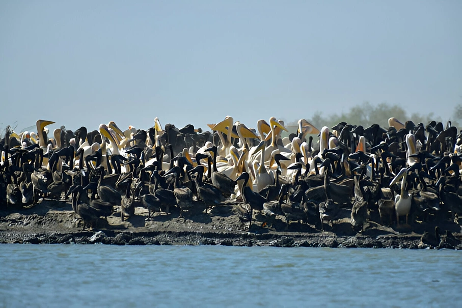 White Pelicans Djoudj National Bird Sanctuary