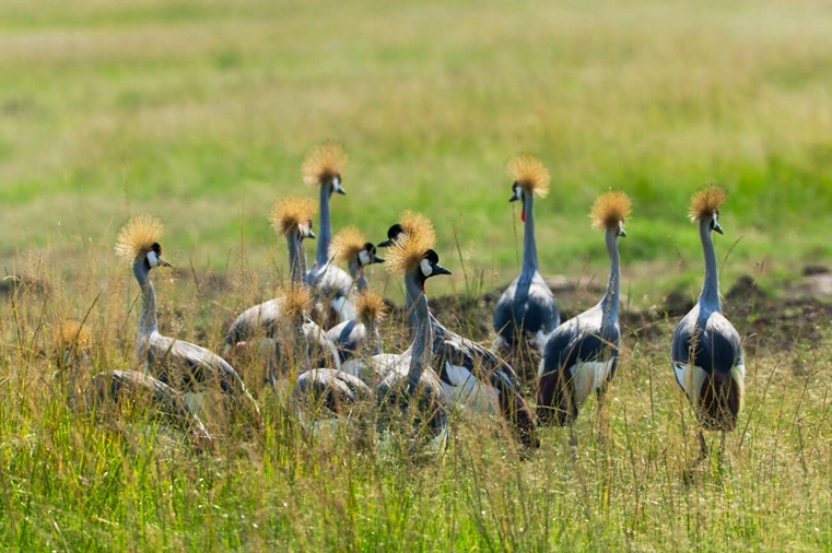 black crowned crane at savannah