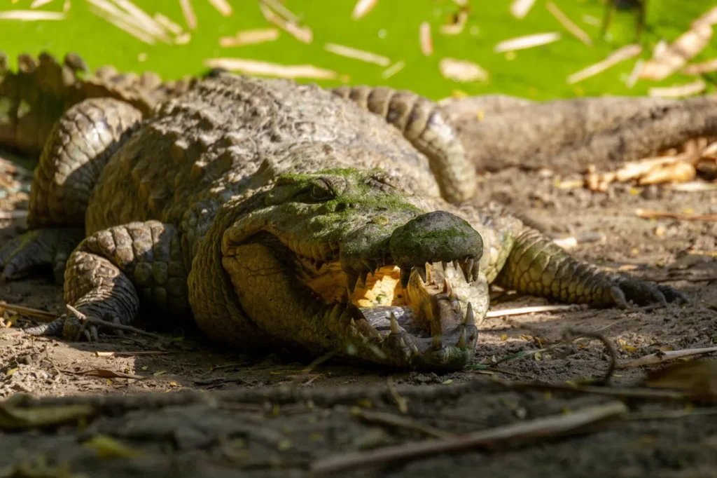 kachikally crocodile