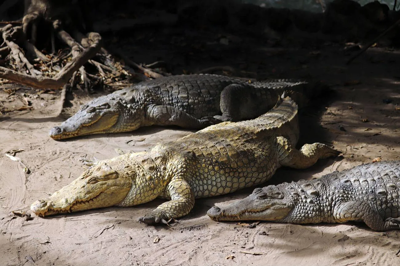 kachikally crocodile pool