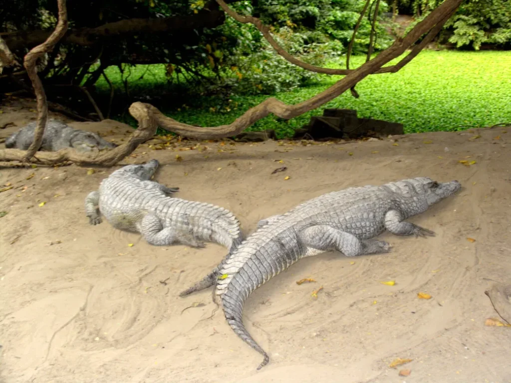 kachikally crocodiles